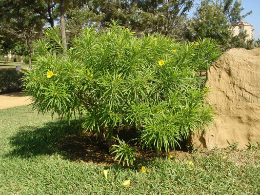 Fragrant Oleander Thevetia Peruviana – Flowering Shrub Tree Seeds