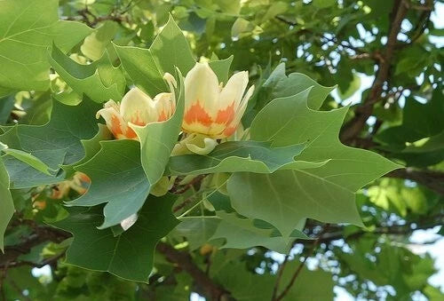 Tulip Poplar Liriodendron Tulipifera – Cold Hardy Flowering Tree Seeds