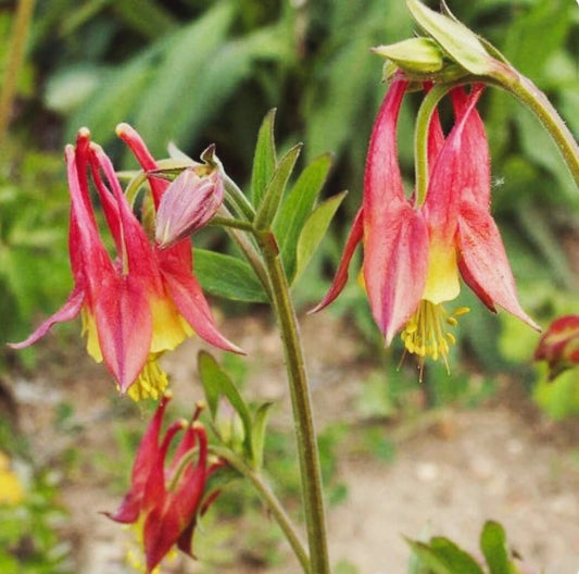 Red Canadian Columbine Aquilegia – Perennial Flower Seeds