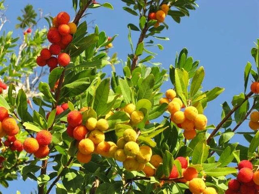 Strawberry Tree Arbutus Unedo – Hardy Fruit Tree Seeds