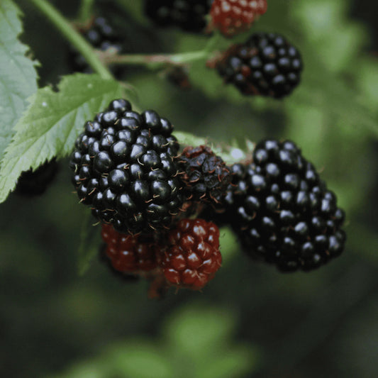 Chester Blackberry Blackberry Plugs – Garden Fruit Seeds