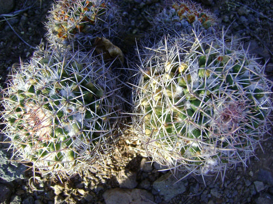Mammillaria Nejapensis – Decorative Cactus Garden Seeds