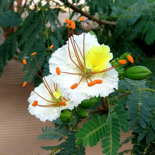Delonix Elata – Tropical White Gulmohar Bonsai Tree Seeds
