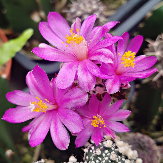Ariocarpus Kotschoubeyanus – Hardy Cactus Garden Seeds