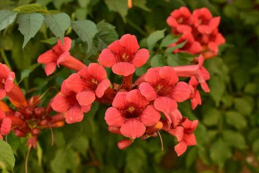 Red Trumpet Creeper Campsis Radicans – Hummingbird Vine Seeds