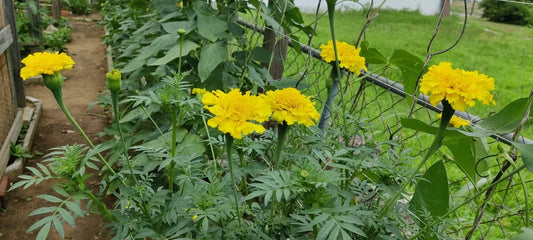 Yellow Marigold – Colorful Garden Flower Seeds