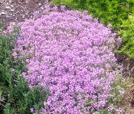 Creeping Thyme Dwarf Thymus Serpyllum – Hardy Ground Cover Herb Seeds