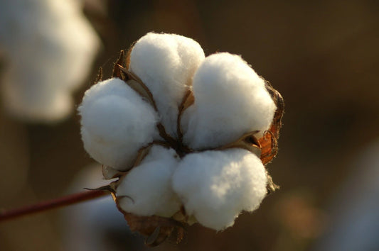 Cotton Bush Gossypium – Flowering Garden Seeds for Kids