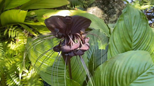 Tacca Chantrieri – Black Bat Tropical Flower Seeds