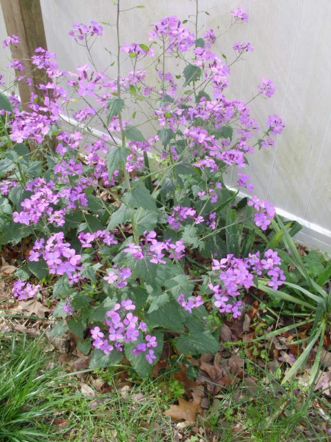 Purple Money Plant Lunaria Annua – Perennial Flower Garden Seeds