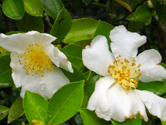 Camellia Oleifera – Fragrant Edible Tea Oil Shrub Seeds
