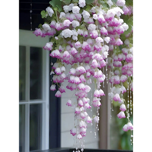 Seeds Begonia Plant – Garden Flower Seeds