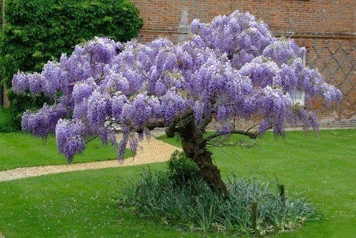Blue Rain Wisteria – Climbing Garden Flower Seeds