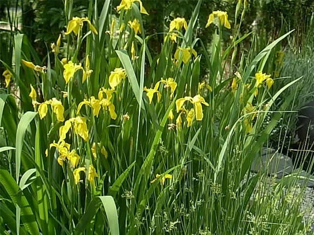 Yellow Flag Iris Iris Pseudacorus – Hardy Perennial Flower Seeds