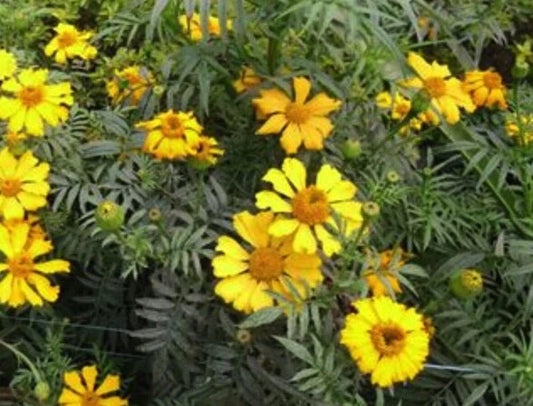 Giant African Marigold Crackerjack Mix – Orange Yellow Flower Seeds