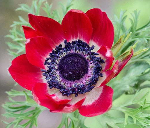 Anemone Anemone Multifida Rubra – Red Garden Flower Seeds