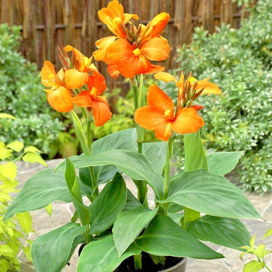 Cannova Orange Shades Canna – Perennial Flower Seeds