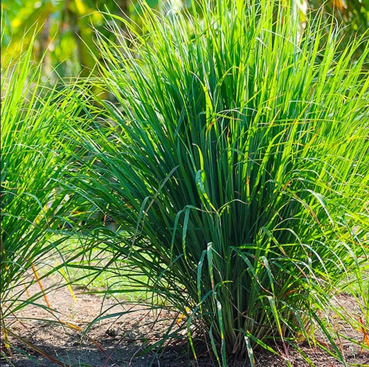 West Indian Lemongrass Cymbopogon Citratus – Herb Seeds