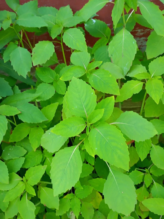 Jewelweed Impatiens Capensis – Touch Me Not Flower Seeds