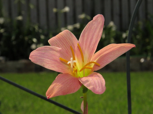 Zephyranthes Pink Diamond Rain Lily – Flowering Bulb Seeds