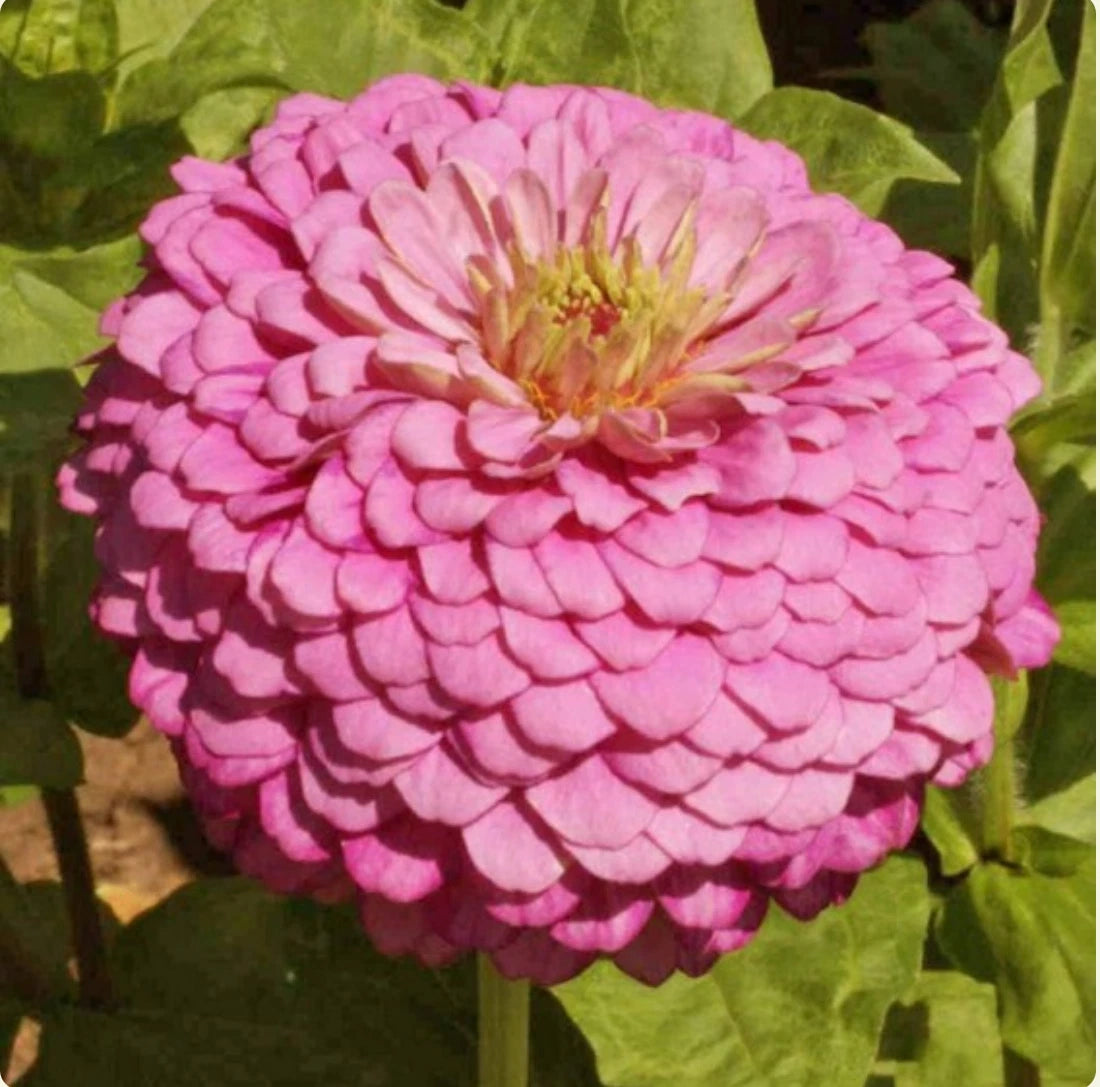 Zinnia Luminosa Pink – Large Bloom Pollinator Flower Seeds