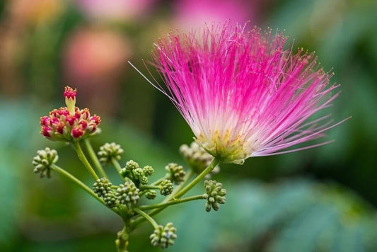 Mimosa Silk Tree, Albizia Julibrissin, Seeds (fast, Hardy, Showy, Fragrant)