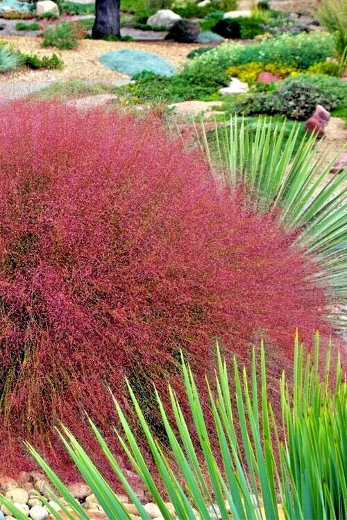 Undaunted Ruby Muhly Grass Muhlenbergia Reverchonii – Ornamental Grass Seeds