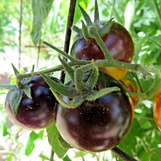 Bosque Bumblebee Tomato – Heirloom Vegetable Garden Seeds