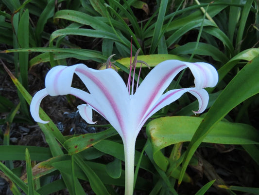 Crinum Lily Marcelle – Garden Flower Seeds