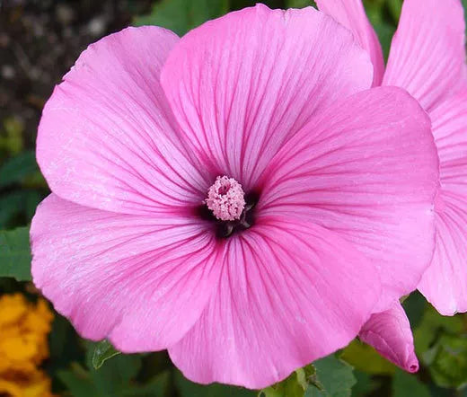 Rose Mallow Lavatera Trimestris – Mixed Color Garden Flower Seeds