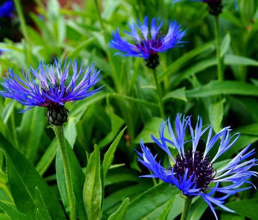 Mountain Bluet Centaurea Montana – Perennial Flower Seeds