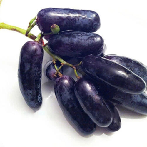 Finger Grape Seeds – Garden Fruit Seeds