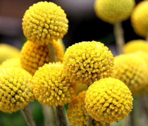 Craspedia Craspedia Globosa – Billy Buttons Garden Flower Seeds