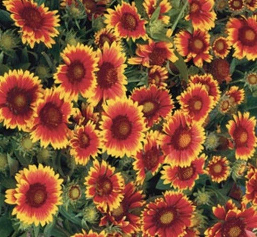 Arizona Sun Blanket Flower Gaillardia Aristata – Colorful Wildflower Seeds