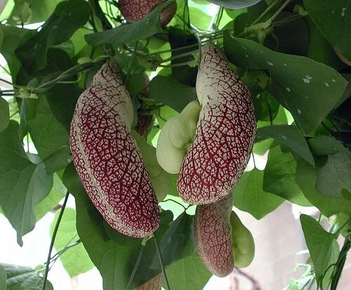 Aristolochia Littoralis – Calico Dutchman’s Pipe Vine Seeds