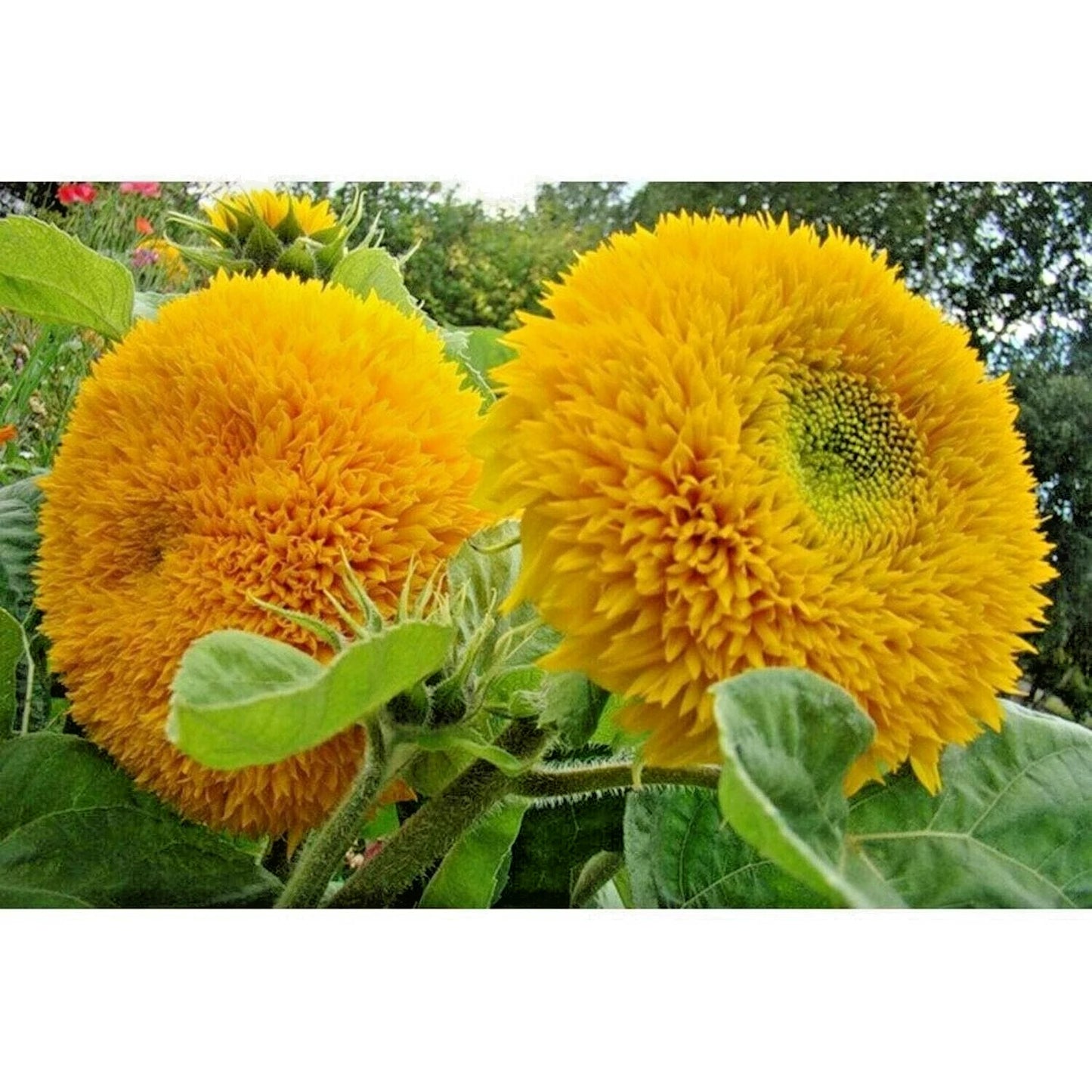 Solano Double Sunflower Helianthus Annuus – Colorful Garden Flower Seeds