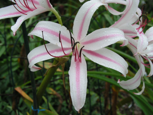 Crinum Lily Royal – Garden Flower Seeds