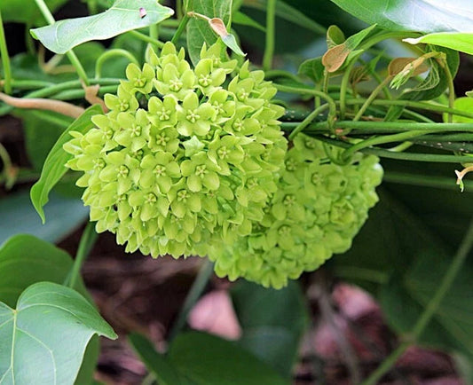 Green Wax Flower Dregea Volubilis Edible Climbing Herb Seeds