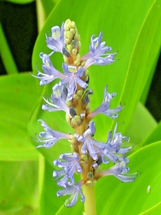 Purple Pickerel Rush Pontederia Cordata – Aquatic Flower Seeds