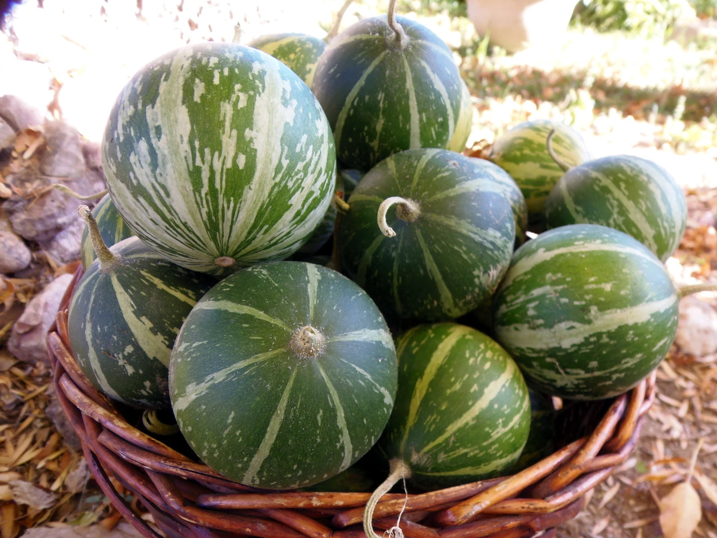 Buffalo Coyote Gourd – Hardy Climbing Vine Seeds