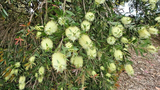 Lemon Bottlebrush Callistemon Pallidus – Flowering Shrub Garden Seeds