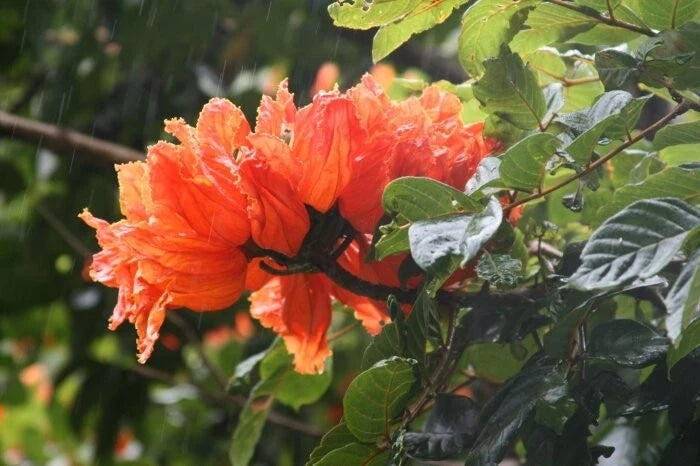 African Tulip Spathodea Campanulata – Flowering Tree Seeds