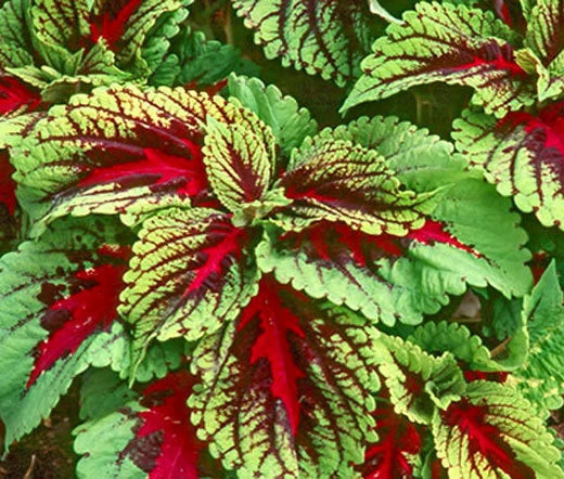 Coleus Solenostemon Scutellarioides – Kong Red Garden Seeds