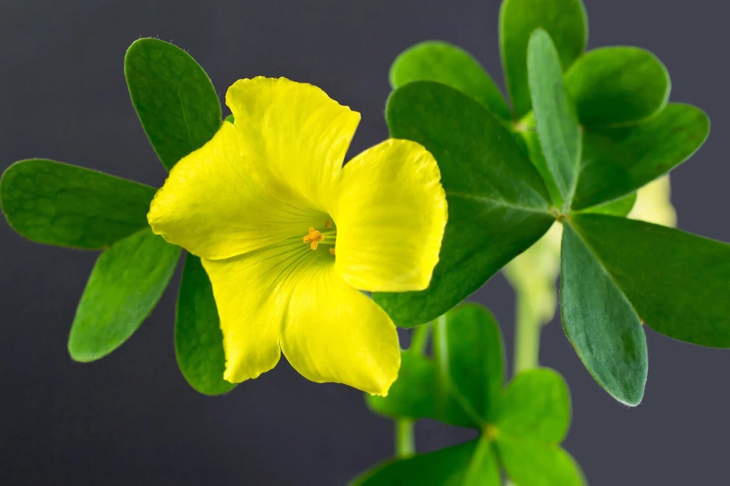 Yellow Wood Sorrel Oxalis Stricta – Perennial Herb and Flower Seeds