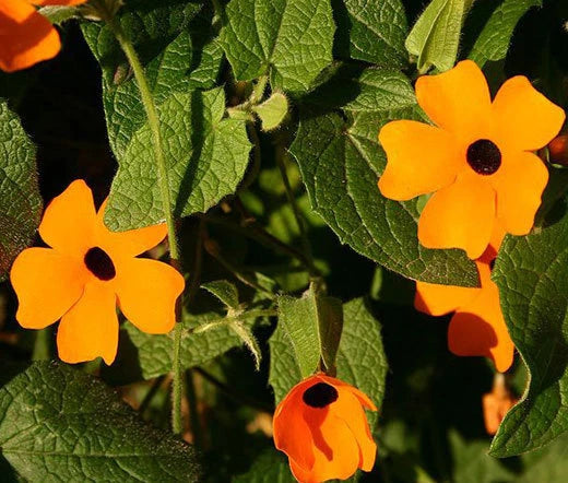 Black Eyed Susan Vine Thunbergia Alata – Hardy Wildflower Seeds