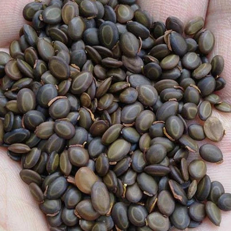 Acacia Baileyana Seeds – Garden Fruit Seeds