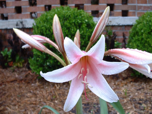 Crinum Lily Bulbispermum Chess Queen Medium-size Bulb - Flower Seeds