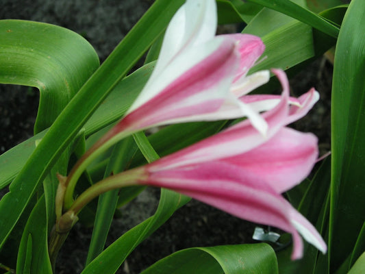 Crinum Lily Carnival – Garden Flower Seeds