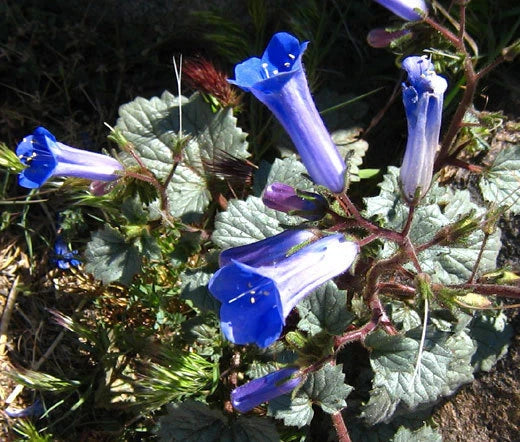 California Bluebell Phacelia Campanularia – Colorful Garden Flower Seeds