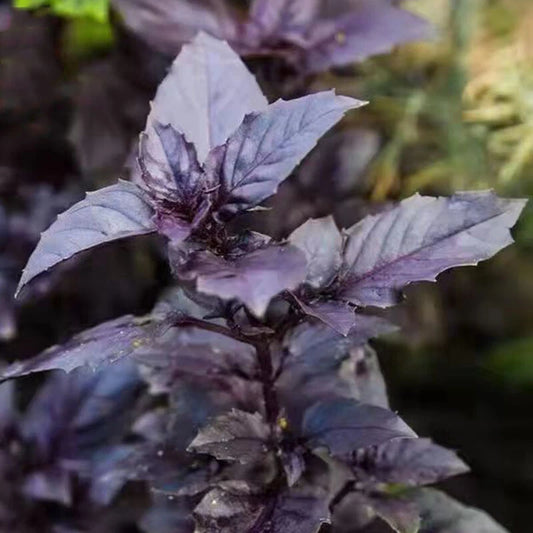 Purple Basil Ocimum Basilicum – Herb Garden Seeds
